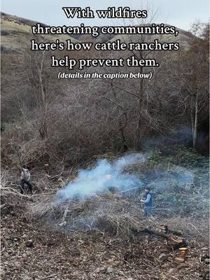 By clearing underbrush, we reduce the risk of devastating wildfires and promote healthy grasslands for our cattle. In the Pacific Northwest, wildfires are among the most destructive natural disasters, and as ranchers, we are not only responsible for our livestock but also for being stewards of the land. Our hearts go out to everyone impacted by wildfires right now. 💔 #wildfireprevention #landmanagement #ranchlife #lafires #wildfires 