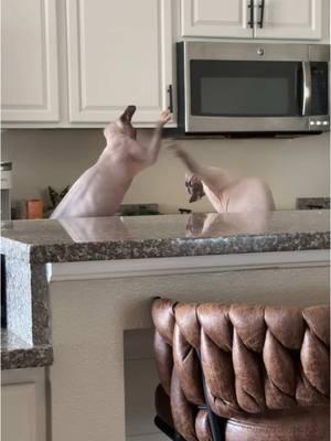 Bing Bop Boom Boom Boom Bop Bam 🐾 #sphynx #sphynxcat #cat #cats #hairlesscat