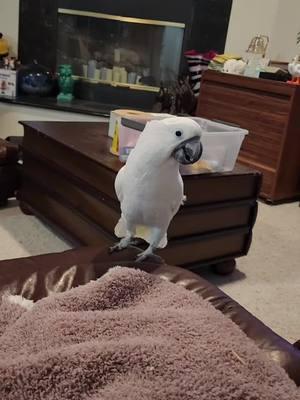 intimidation 24/7 #BanditTheCockatoo #dad #daddy #daddyissues #taunting  #wokeupandchoseviolence #brat #fightme #fightmebro #parrotsoftiktok #talkingparrot #cockatoo #umbrellacockatoosoftiktok #umbrellacockatoo #talkingbird #parrot #attitude #personality #bird #birb ##birdsoftiktok #birbtiktok #birbturd #birbtok #birdsofinsta #cockatoosofinstagram #parrotsofinstagram #tiktokfamous