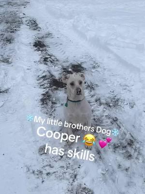 So cute 💕❄️ #dogs #dogsandsnow #snow #snowballs #dogsoftiktok #dog #adorable #caughtit #skills 