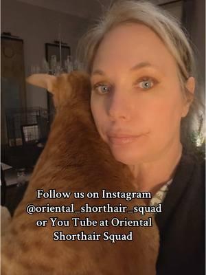 Follow us on Instagram @oriental_shorthair_squad or you tube @Oriental Shorthair Squad! #orientalshorthaircat #orientalcat #orientalshorthair #peterbald #cat #tiktokcats #cattok #catsoftiktok #foryou #fyp #funnycat #tabbycat #orangecat 