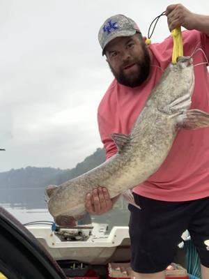 Love hooking up to a nice flathead. #fishtok #fyp #catfish #cumberlandriver #catfishing #catchingfish #fishing #flathead #flatheadcatfish #savetiktok #fish