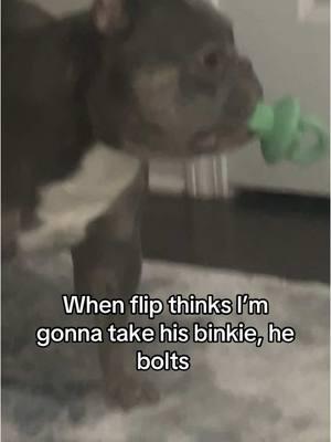 #dogsofttiktok #dog #foryourpage #flipsmom #frenchbulldog #frenchie 