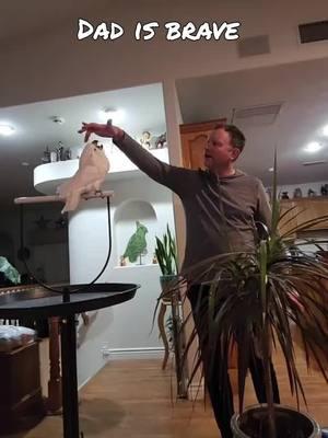 Dad is being brave #BanditTheCockatoo #dad #daddy #daddyissues #taunting #snakecharmer #exorcism  #parrotsoftiktok #talkingparrot #cockatoo #umbrellacockatoosoftiktok #umbrellacockatoo #talkingbird #parrot #attitude #personality #bird #birb ##birdsoftiktok #birbtiktok #birbturd #birbtok #birdsofinsta #cockatoosofinstagram #parrotsofinstagram #tiktokfamous