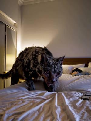 Wyd if this crawled in bed with you?  #catsoftiktok #cat #kitty #skinwalker #caughtoncamera #strangepets #weirdpets #cryptid #terror #nightmarefuel #creature #creepybutcute #creepycute #fiendcore #furry #fluffy 