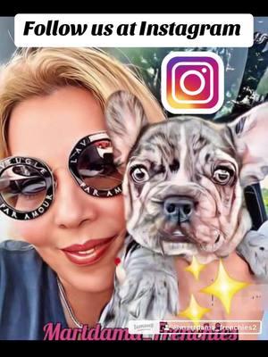 #frenchies #parati #akc #fyp #followme #followig #instagramfrenchies #frenchiesofinstagram @Martdama_Frenchies2 @dniro @Martdama_Frenchies3 