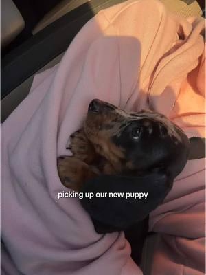 picking up our new dachshund puppy 🥹 #dachshund #puppy #minidachshund #wienerdog #dappledachshund #dachshundpuppy #ballet #ballerina #nutcracker #pointe #pointeshoes 