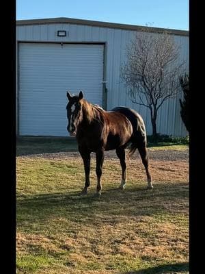 The one and only… Mr stud muffin Pepto…#texaspanhandle #cowgirlshit #barrelracer #pepto #fyp #onetimeAnytime #