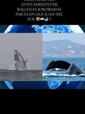 Noticia de última hora #nicaragua🇳🇮 #sanjuandelsur #tiktoknews #elizabethnarvaez #fypviral #ballenas 