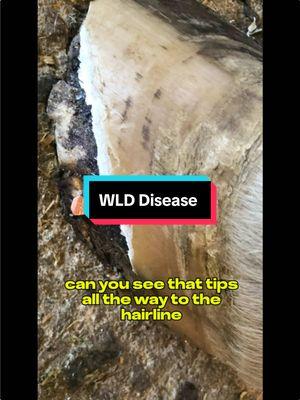 This is white line disease you can cause the whole hope to fall off.#farrier #horse #asmr #satisfying #equestrian #horses #horse #farriersoftiktok #rescuehorses 