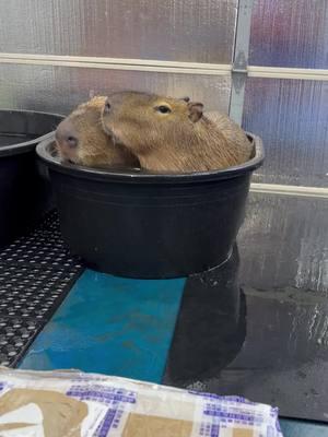 Late night romance#datenight #capybara #fyp #capybaratiktok #exoticpets #capybaramemes #capybaralove #funnyanimals #animals #topgunmode 