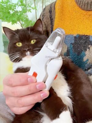 The cat is so accepting of the nail clippers because it has never been hurt by them. These nail clippers will be of great help to you.#cat #fyp #cats #TikTokShop #catnails 