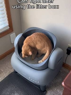 Your bed looked too clean. I fixed it.   #cats #cutecats #catsofinstagram #catvideos #cat #funnycatvideos #catlife #catlovers #pet #catstagram #meow #meowstagram #catoftheday #kitty #pets #petstagram #AmazonPets #petsofinstagram #orangecat #ginger