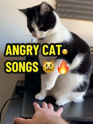 ANGRY CAT SONGS. 😾 (four furious throwbacks) #angrycatsongs #catsongs #smartestcatintheworld 