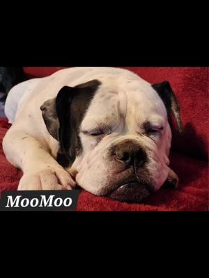 #moomoo #easttennessee #tennessee #Love #bestfried #bulldogsoftiktok #loldenglishbulldog #oldenglishbulldogsoftiktok#