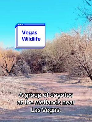 There were 5 coyotes in this group at the wetlands! I love to see them but they are skittish. #getoutsidemore #naturetok #wetlands #clarkcountywetlands #coyotesighting 