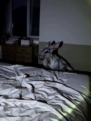 What is this creature?  #bunny #rabbit #skinwalker #caughtoncamera #fluffy #furry #rabbitsoftiktok #bunniesoftiktok #nightmarefuel #creepycute #creepybutcute #fiendcore 