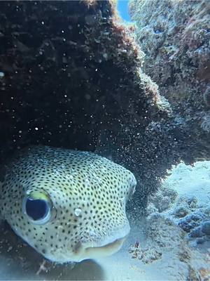 Point Panic #oahu #scuba #dive #tako #honu 