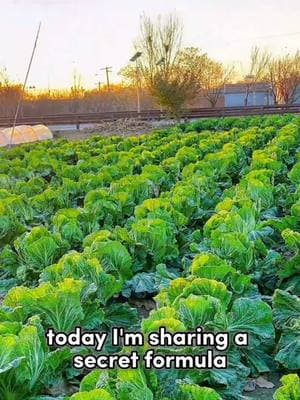 #creatorsearchinsights #GardeningHacks #SustainableLiving #UrbanGardening #PlantCare #GardeningTips #EcoFriendly #OrganicGardening #HomeGarden #NatureLovers #GreenThumb #FYP #LifeHacks #TikTokMadeMeDoIt #Viral #ForYouPage #BakingSodaMagic #GardeningCommunity #Tiktok 