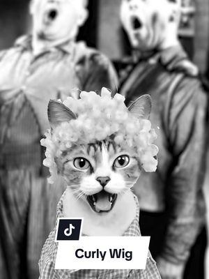 When Gibson said he missed the "curly" wig trend, the universe took him seriously... and delivered him straight into a scene from The Three Stooges! #CurlyCat #DevonRexCat #ThreeStooges #curlywig #funnycat 