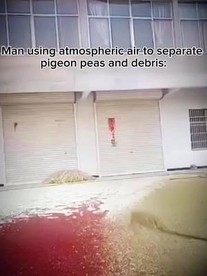 #TikTokAutoCampaign Man using atmospheric air to separate pigeon peas and debris: #laugh #pigeon #air #work #construction #mechanic #separate #atmospheric #amazing #cute #moment #Funny 