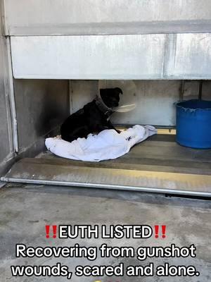 FOSTER/RESCUE NEEDED! **ON EUTH LIST: CAN BE KILLED AT ANY TIME** SPIKEY - ID #A813530 (available 1/11/25) **RESCUE ONLY (fearful & recovering from gunshots)** Located: Devore Shelter Description: I am a black and white, unaltered male, who looks like a Pit Bull Terrier. Age: I am estimated to be 4 years old. More Info: I am in kennel D VET. I have been at the shelter since Jan 06, 2025. I was found near 2100 Block Mallory St in Muscoy. Shelter information Location: San Bernardino County - Devore Shelter Phone Number: (909) 386-9820 Address: 19777 Shelter Way Devore, CA 92407 Rescue coordinator email:  SBAC.rescue@dph.sbcounty.gov #rescuingsaveslives #fosteringsaveslives  #devoreshelter #devoreanimalshelter #devoreshelterdogs #spayandneuter  #microchipyourpets #fyp #foryourpage #foryoupage #help #rescue #la #sandiego #sanbernardino #cali #california #urgent #euthlisted 