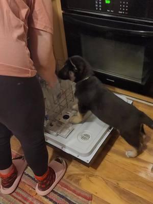 Jd trying to help clean the dishes 🤣#gsd #gsd03 #gsdlove #shepherd #gsdlover #gsdlovers #gsdloverss #fyp #viralvideo #viralshorts #v #foryou #viral #fyp #viralvideo's #fypage #germanshepherd #germanshepherdsoftiktok 