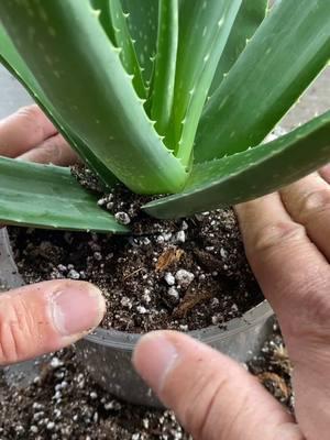 🪴LINKS?🪴 Go to my link in bio > SOIL AND CLEAR POTS Aloe is not only a useful plant, but can also make a beautiful houseplant. Here are some tips to help it thrive.  🪨A soil mix that has bark, sand, pumice and perlite will provide adequate drainage, and a little coir and/or peat will provide water holding capacity.  🪴Step them up just before they get rootbound, break up the roots a bit and make sure to compact the soil. 💦 To water your Aloe, thoroughly saturate the soil and wait until the soil completely dries out before watering it again. #houseplants #plants #plantcare #planttips #plantcaretips #houseplant #propagation #aloe