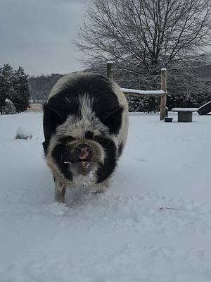 do you wanna build a snowman?  . 💜--Uncle Victor . . . #magnoliaharborcarefarm  #animalsanctuary  #rescuepig  #unclevictor  #doyouwannabuildasnowman  #fyp  #fypシ 