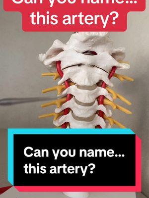 Can you name…this artery? #blood #artery #anatomy #neck #cervical #bloodvessel #anatomyquiz #anatomyclass #professorkleinanatomy 