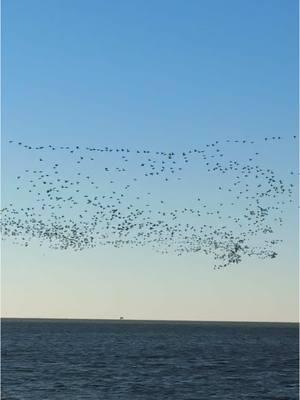 Now booking for 2025/26 season! #tanglefreewaterfowl   #highndryoutdoors #kuiu #sitkagear 