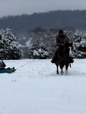 Snow days with #pretrydave will never disappoint! #tkequine #fyp #snowday #horsesoftiktok #horsesontiktok #prettyhorses #familyhorse #funhorses 