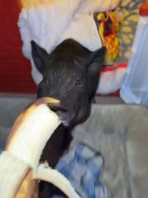 Going all the way to his crate without a single complaint? That's the power of bananas🍌 #pigtubewithchucky #pig #pigs #piggy #minipig #minipigs #minipigsoftiktok #pigtok #pigsoftiktok #petpigs #indoorpig #petpig #pet #pets #PetsOfTikTok #animal #animals #animalsoftiktok #cute #fun #asmr #asmrsounds #asmrsounds #asmrvideo #asmrtiktoks #asmrfood #fyp #foryoupage #foodies