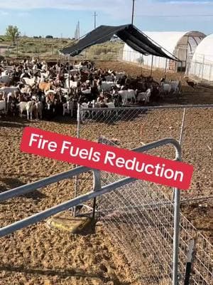 Goats and sheep have proven to be a highly effective tool for reducing the overgrowth of fire fuel vegetation.  #goats #goatscaping #goatgrazing #grazinggoats #contractgrazing #contractgoatgrazing #targetedgrazing #targetedgoatgrazing #grazingsystems #prescibedgrazing #prescribedgoatgrazing #systemsgrazing #rentagoat #yardmaintenance #weedremoval #firefuelreduction #brushremoval #thegoatguy #goatguy #newmexico #bosque #newmexico #cowboymax