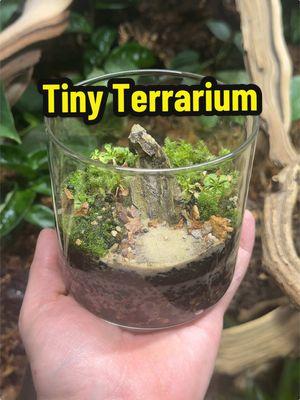 Create a small glass terrarium with me. #everevolvingexotics #reptileshop #tucson #arizona #plants #bioactive 