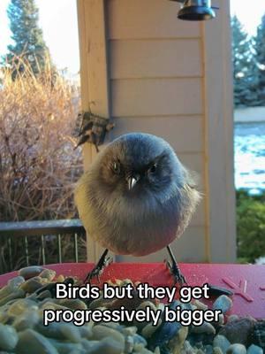 Birb to borb #funnyanimals #birdbuddy #borb #birb #birdtok 