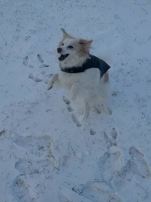 Snow Days You Wouldn’t Understand ❄️ ⛄️ 🐾 #americaneskimo #spitz #snowday 