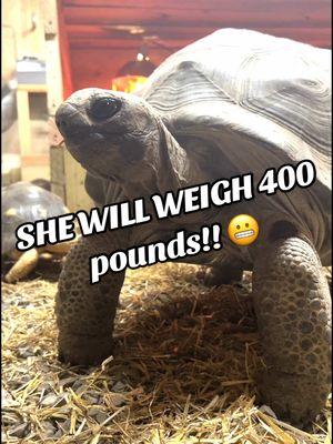 What do we do with our GIANT TORTOISE in the winter?! 😬  #gianttortoise #aldabratortoise #fyp #animals #tortoises #reptiles #satisfying #gardenstatetortoise #otistheturtle #turtletok