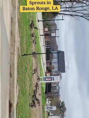 #flock #canada #louisiana #migration #batonrouge #batonrougelo #sprouts #sproutsfarmersmarket #stopforaspell #southern #nature #citylife #beauty #findyourbliss #tiktok #winter #sideview 