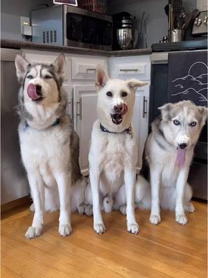 Look at those lickers go! 👅 Who licked best? #ThreeBestFriends #dogtok #toocute #comedy