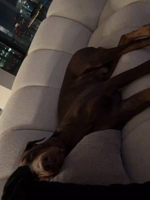 He sleep like he pay bills #dog #doberman #bestpet #fyp