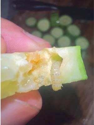 You may be more vigilant when you go to eat your next cucumber. 🥒 While chopping up some organic cucumbers, I couldn’t help but notice the discoloration on some of the slices. I assumed part of the cucumber had naturally gone bad. It wasn’t until I noticed several holes that throughout some of the various slices. That’s when I eventually discovered the culprit behind what was happening. The Pickleworm (Diaphania nitidalis) is a common caterpillar pest that is well known for feeding on different varieties of melons, squash, and cucumbers! The caterpillars of this species turn into a moths after pupation. Despite pickleworms being common among cucumbers and other crops, they’re completely safe if you were to unknowingly consume by mistake! *Hand drawn stickers added to my store’s website for purchase via link in bio! Please subscribe to my YouTube channel if you haven’t already by clicking the YouTube icon in my bio!* ⁣ #Jesus #God #diaphanianitidalis #entomology #pickleworm #spiders #pickleworms #insects #invertebrates #arthropods #moths #theraphosidae #mothsofinstagram #bugs #arachnids #cucumbers #cucumber #pests #tarantulas #tarantulasofinstagram⁣⁣⁣