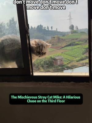 The Mischievous Stray Cat Mike: A Hilarious Chase on the Third Floor Welcome to this amusing adventure featuring a stray cat named Mike, who seems destined to keep everyone on their toes. In this script, you'll see how quickly a calm morning can turn into chaos when Mike the cat decides to play hide-and-seek. Our story begins with a simple shout-out: someone has spotted Mike! The excitement builds as they try to locate him - only to discover he's on the run yet again. Whether it's weaving between people's feet or darting downstairs, Mike is an expert at vanishing in the blink of an eye. As the chase continues, our narrator is both amused and exasperated. Every time Mike pops up in a new corner, he's nibbling on grass, completely ignoring the increasingly frantic calls to return. The comedic frustration mounts when Mike climbs higher and higher, reaching the precarious ledge of the third floor. There's a genuine sense of worry: what if he falls? Yet Mike doesn't seem bothered in the slightest - he even curses on the run, as if taunting his pursuer. These hilarious moments capture the curious and independent nature of cats, especially strays who live life on their own terms. But beyond the humor, the script subtly touches on the challenges of caring for a stray cat that doesn't always recognize the rules. Catching him just to keep him safe becomes a thrilling game, as the narrator threatens to spank his butt out of desperation. Despite the hectic chase, it's clear there's an underlying warmth and concern for Mike's well-being - after all, nobody wants to see a cat end up in real trouble. From Mike's daring escapes to the comedic commentary of the narrator, this short story offers a playful look into the unpredictable life of stray animals. #StrayCat #CatChase #Funny #Cat #CatLover #tiktokCat #CatComedy #CatsOfTikTok #CatLife 