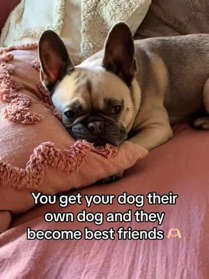 Please follow us on IG at @frenchbulldogbehavior   #frenchies #frenchbulldog #dogmom #dogperson #weratedogs #dogoftheday #dogfluencer #smallcreator #mustlovedogs #dogsoftiktok #frenchiesoftiktok #frenchielover #frenchiesociety #dogtok #tiktokban #supremecourt 