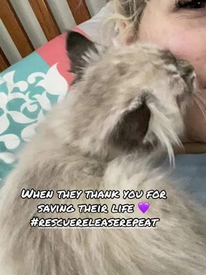 #rescuereleaserepeat #followus #nonprofit #rescue #animalrescue #domestic #adoptdontshop #kitty #kitten #cat #persian #sohappytogether #whispy #thankyou #adorable #Love #turtles #weezer 