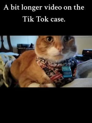 #orangecat #catsoftiktok #PetsOfTikTok #oskar #tiktok 