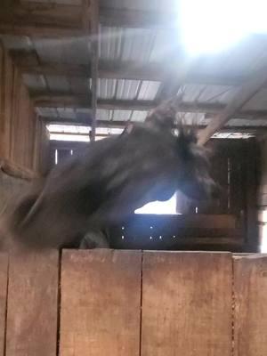 #blessed #barnlife #standardbredsoftiktok #horses #appalachia 