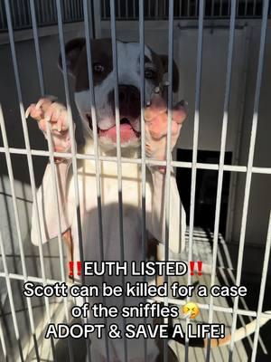 **ON EUTH LIST: CAN BE KILLED AT ANY TIME** SCOTT - ID #A813429 (available 1/8/25) **MEDICAL WAIVER REQUIRED (coughing)** Located: Devore Shelter Description: I am a white and brown, unaltered male, who looks like a Pit Bull Terrier mix. Age: I am estimated to be 1 year old. More Info: I am in kennel D 80.   I have been at the shelter since Jan 03, 2025. I was found near Devore. Shelter information Location: San Bernardino County - Devore Shelter Phone Number: (909) 386-9820 Address: 19777 Shelter Way Devore, CA 92407 Rescue coordinator email:  SBAC.rescue@dph.sbcounty.gov #rescuingsaveslives #fosteringsaveslives  #devoreshelter #devoreanimalshelter #devoreshelterdogs #spayandneuter  #microchipyourpets #fyp #foryourpage #foryoupage #help #rescue #la #sandiego #sanbernardino #cali #california #urgent #euthlisted 