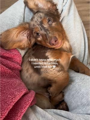 My biggest fan 🥰 #minidachshund #minidachshundsoftiktok #minidachshundpuppy #dachshund #dogtok #dogsoftiktok #sausagedog #dogmom 