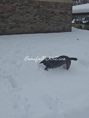 Snowtime with K9 Ziva #dogsoftiktok #abshirek9s #usk9unlimited #arkansas #policeoftiktok #k9softiktok #marinecorps #mwd #bishop #snowday 